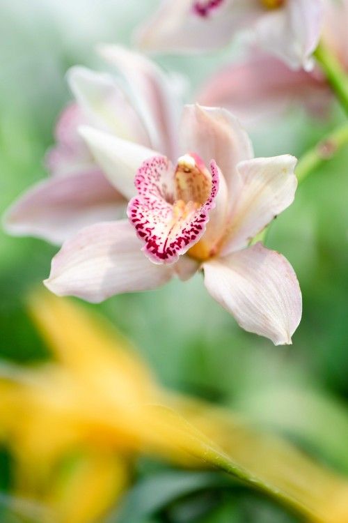 Fresh Cymbidium Bouquet, Various Colors