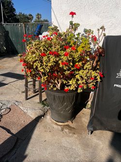 Plants