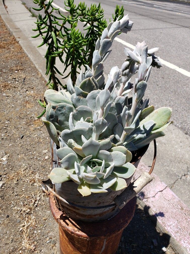 Propose A Common Plant For Sale