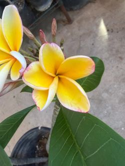 Plumeria