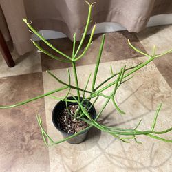 Houseplant Succulents Fire stick Plant In 4’pot