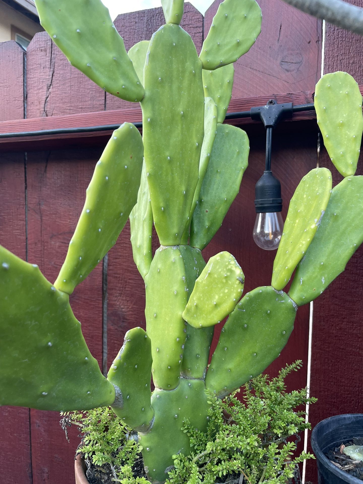 Potted Cactus