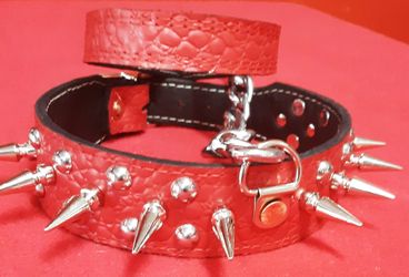 Custum collars and harness