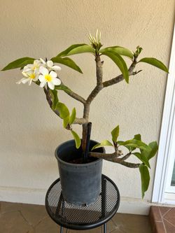 White Plumeria Plant