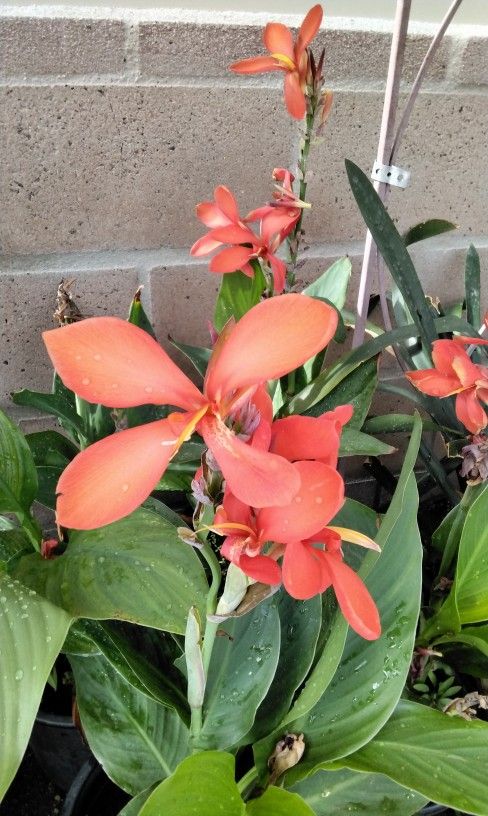 Cana Lilly - Red - $10 each