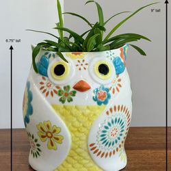 Live Spider Plant in a Colorful Pier 1 Imports Hand Painted Stoneware Owl Planter