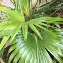 FAN PALM