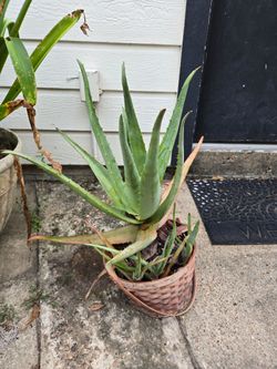 Aloe vera