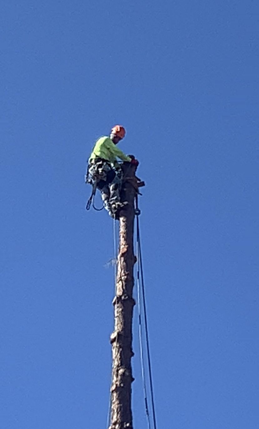 Tree Trimming Trimming