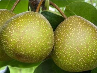 Asian Pear Tree