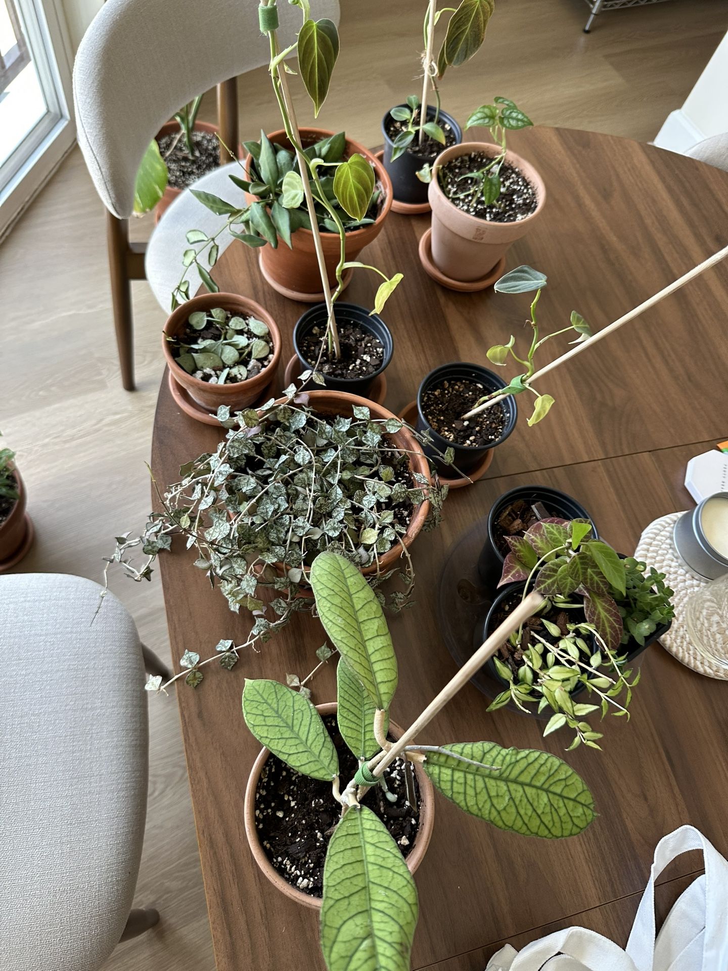 Various plants with pots