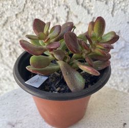 3 Inch Pot Succulent Plant - Sedum Praealtum - Green Cockscomb - Rooted & Established - Drought Resistant - 🪴