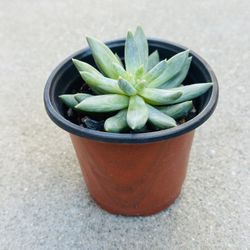 Succulents plants 🪴 