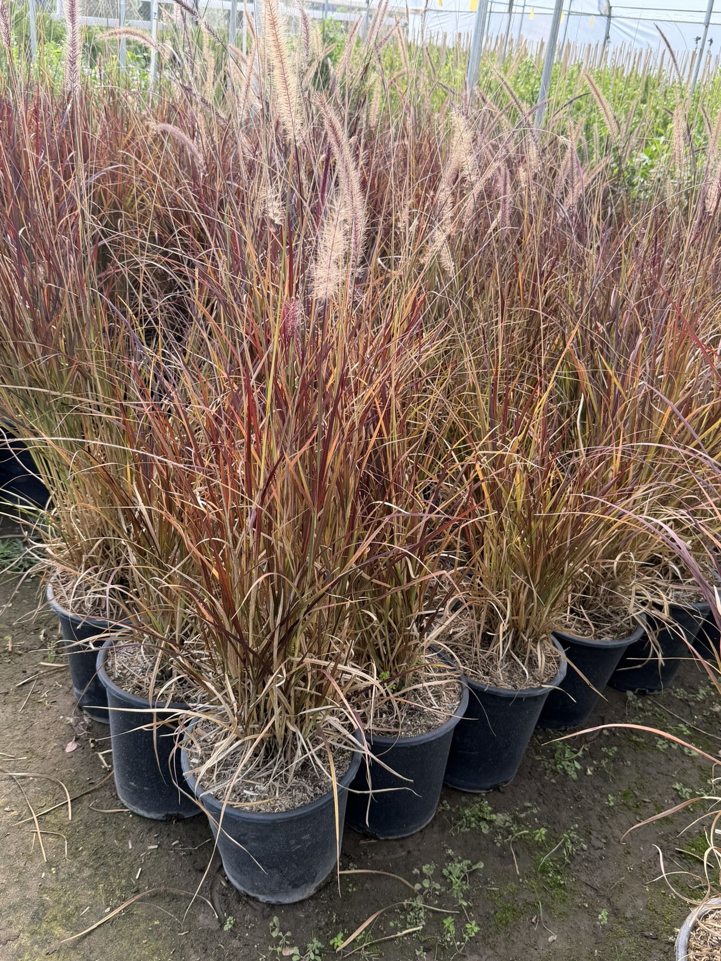 Purple Fountain Grass 5 Gal
