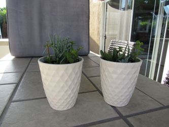 Pair Of Light Yellow Diamond Pattern Garden Pots With Succulents