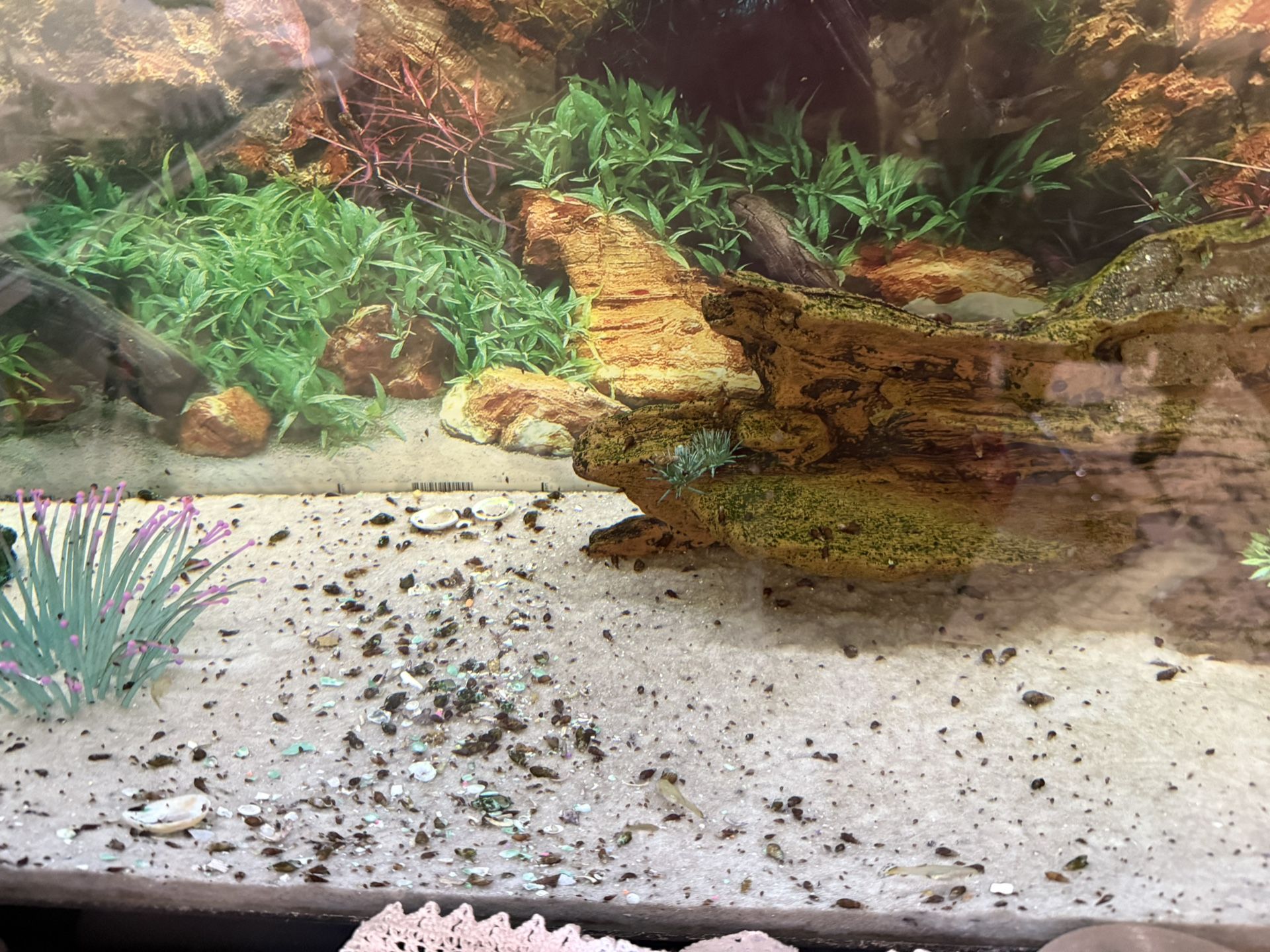 Fish Tank With Everything What You Need