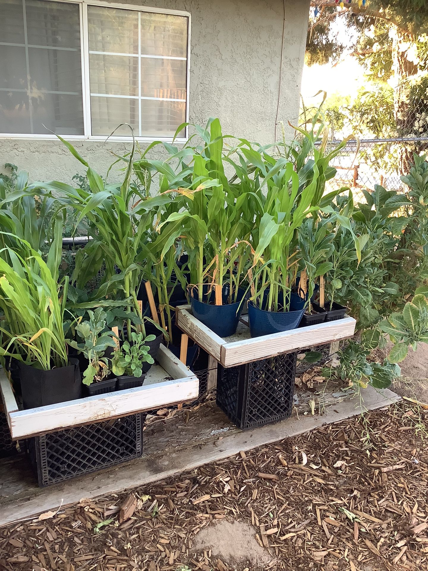 Corn Plants For Sale From 10 Bucks To 30 Bucks Come Get Them They Are Sale in Fast