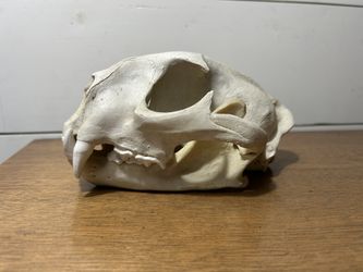 Replica Mountain Lion Skull Cougar Skull Panther Skull 