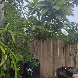 Magana Mamey Sapote In A 45 Gallon Container 