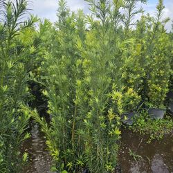 clusias podocarpus  Only  instant privacy  Hedge  for fences 