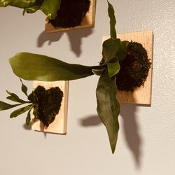 Staghorn Fern – Mounted & Ready to Display 🌿