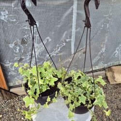 Variegated English Ivy Plant  8" Pot $5 Each