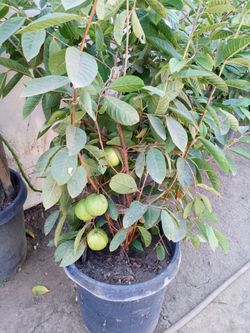 Guava Tree