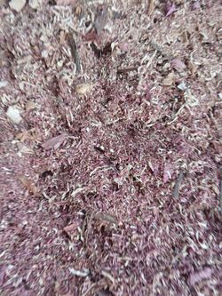 Aromatic Red Cedar shavings