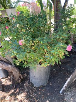 Rose plant