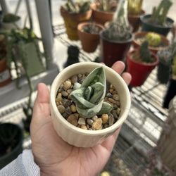 Gasteria Green Ice Succulent 