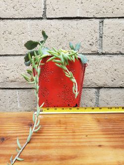 Succulent with hanging pot