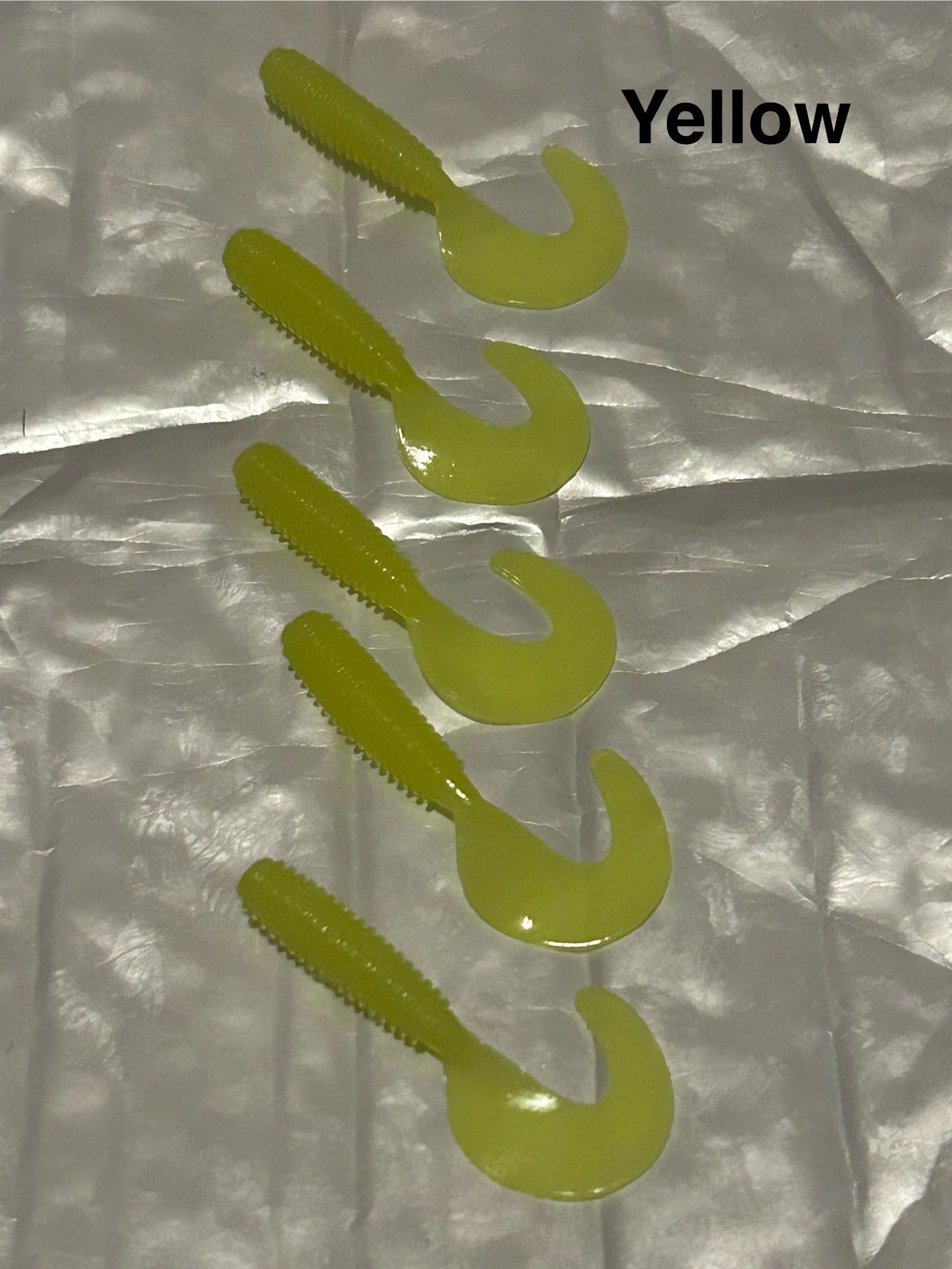 Yellow Curly Tail Grub