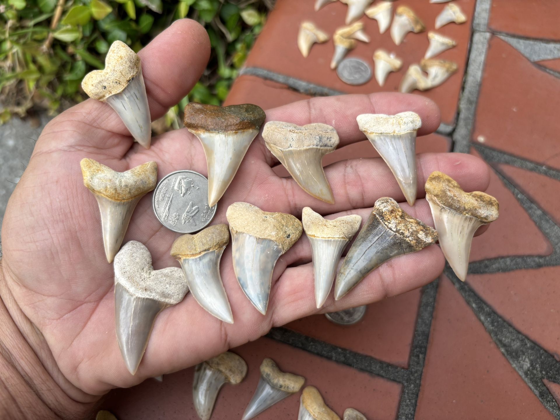 Custom Shark Tooth Pendants - Silver Or Gold