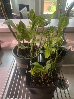 Dumb Cane Houseplants 