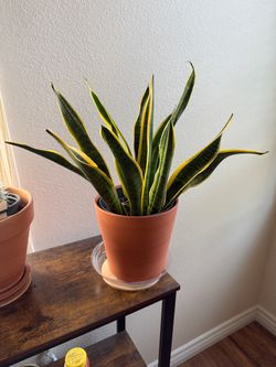 Snake plant (its name is Sean Paul)