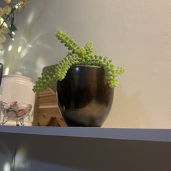 Succulent Plant Decor