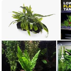 Java Fern Aquarium Plants 