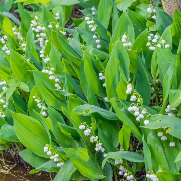 Lily of the Valley