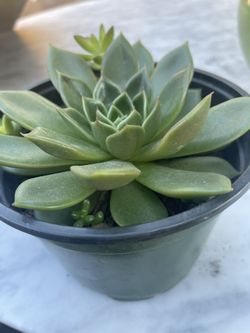 Green Cheveria 