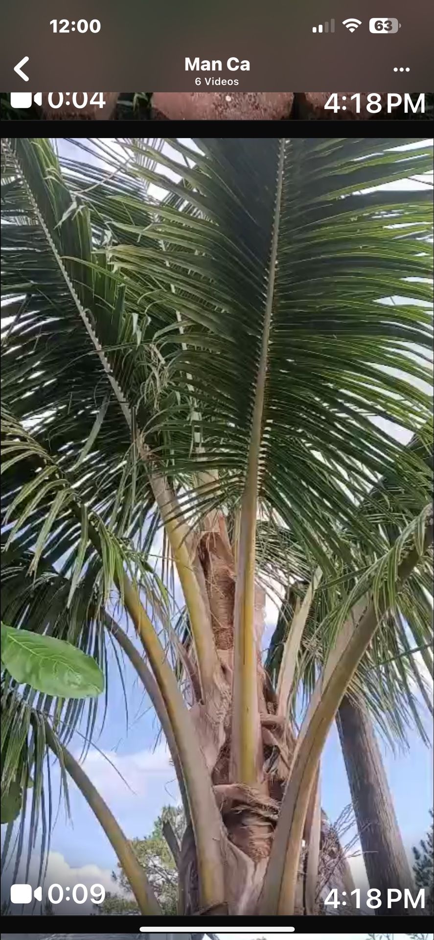 Coconut Tree