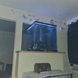 Fish Tank W Fush I Included With It There Angel Fisb Shark Redta Lot More Other 