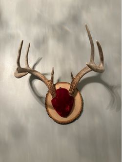 Taxidermy-Antlers