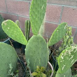 Cactus