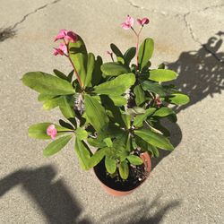 Crown of Thorns (Euphorbia milii) Plant