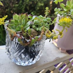 Plant Succulent In France Glass Vase, Good Inside Or Outside 