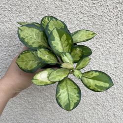 Beautiful Hoya Australis Lisa Plant