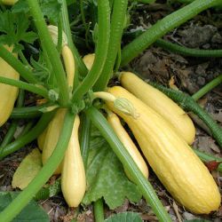 Organic Straightneck Yellow Summer Squash, I Have More Varieties Available 