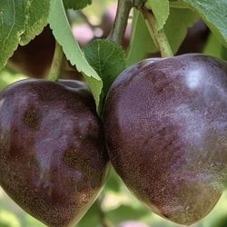 Healthy Fruit Trees 