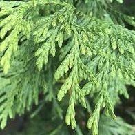 Green Giant Arborvitae