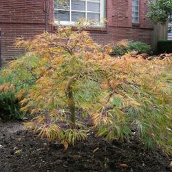 ‘Spring Delight’ Dwarf Jaoanese Maple Trees
